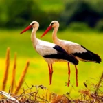 the white stork android application logo